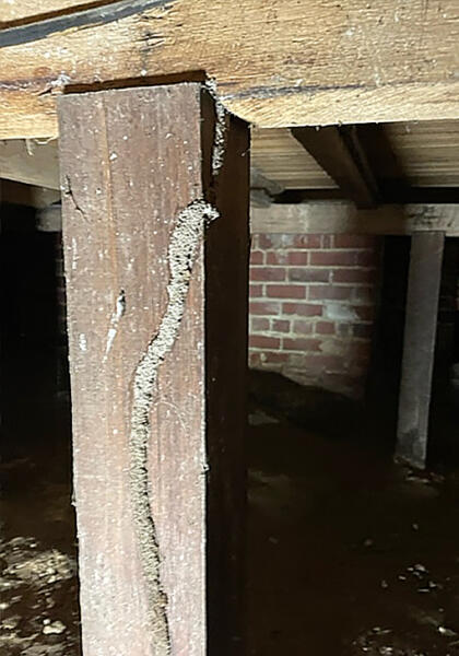 Termite lead uncovered during Geelong pest inspection